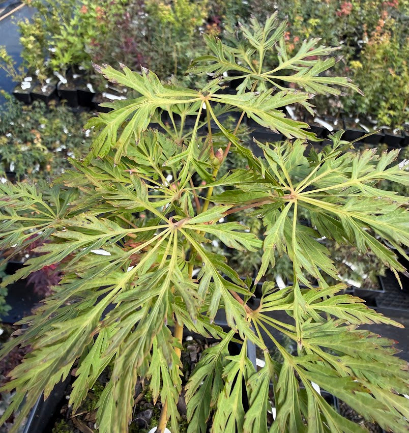 Acer japonicum 'Abby's Weeping'