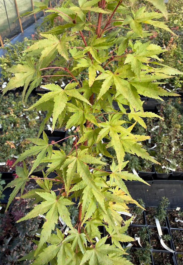 Acer palmatum 'Little Sango'