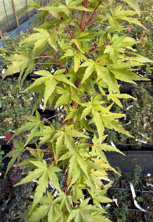 Acer palmatum 'Little Sango'