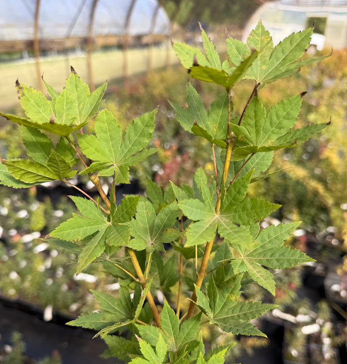 Acer sieboldianum 'Kinugasa yama'