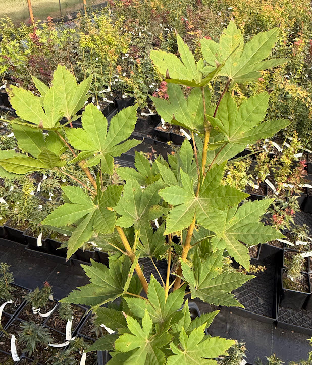 Acer sieboldianum 'Kinugasa yama'