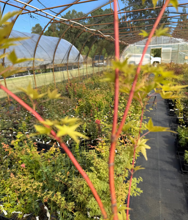 Acer palmatum 'Redwood'