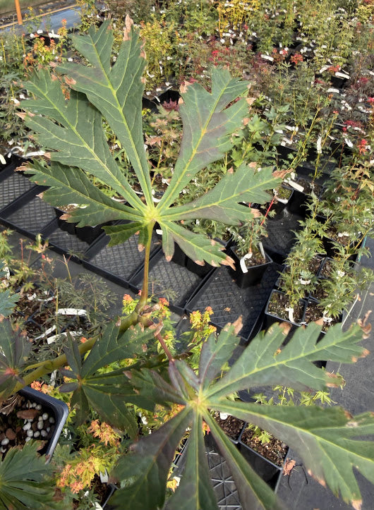 Acer japonicum 'Frigging Unbelievable'  EXCLUSIVE NEW RELEASE!  RARE!!!