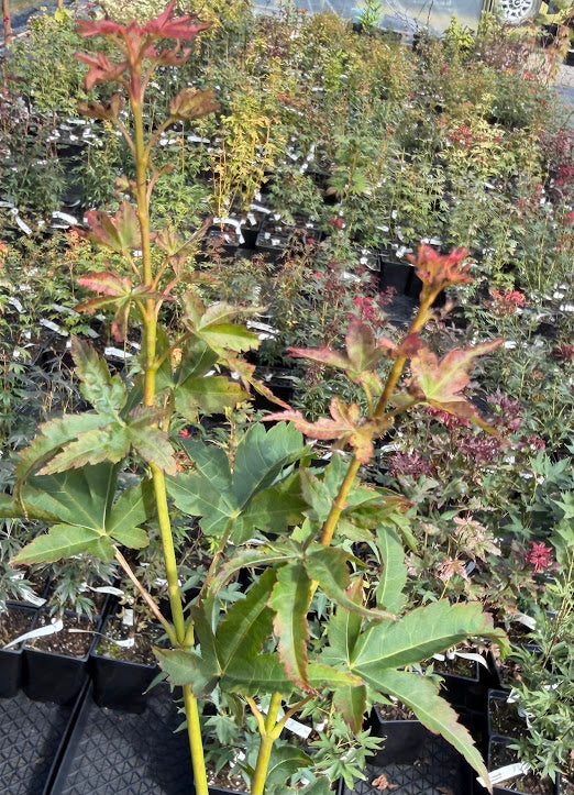 Acer palmatum 'Iso Chidori'