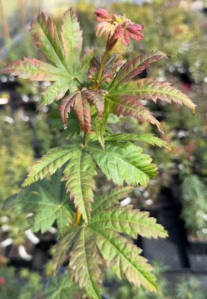 Acer japonicum 'Frigging Hoodwinked' EXCLUSIVE NEW RELEASE!  RARE!!!