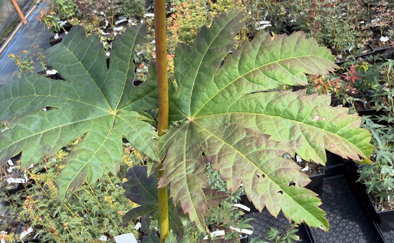 Acer japonicum 'Frigging Hoodwinked' EXCLUSIVE NEW RELEASE!  RARE!!!