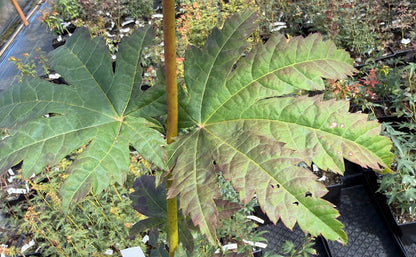 Acer japonicum 'Frigging Hoodwinked' EXCLUSIVE NEW RELEASE!  RARE!!!