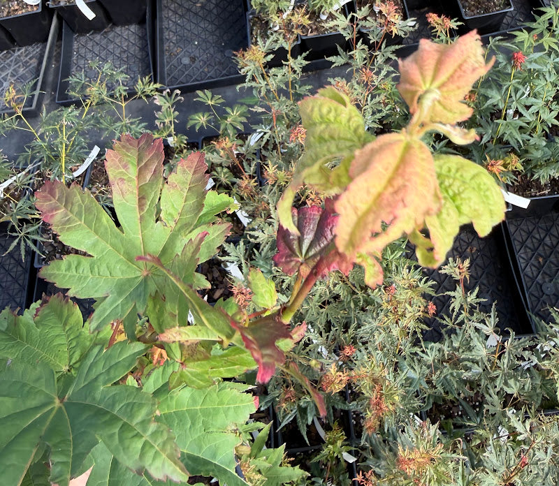 Acer japonicum 'Frigging Irresistible' EXCLUSIVE NEW RELEASE!  RARE!!!