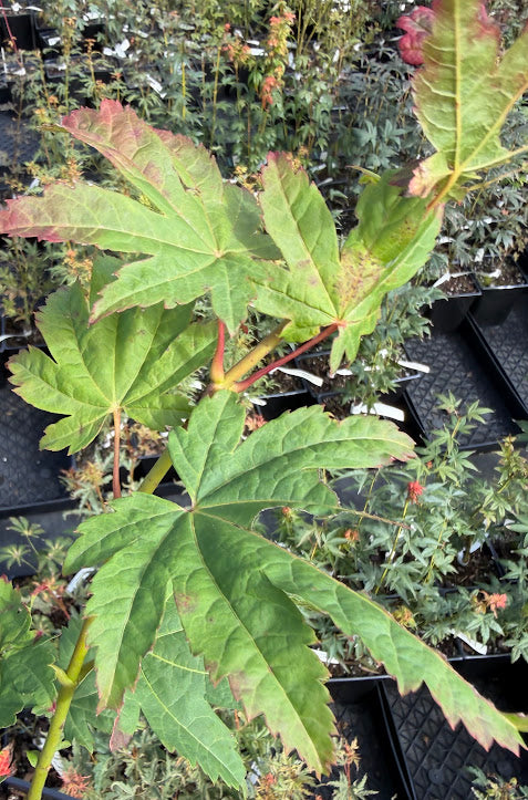 Acer japonicum 'Frigging Irresistible' EXCLUSIVE NEW RELEASE!  RARE!!!