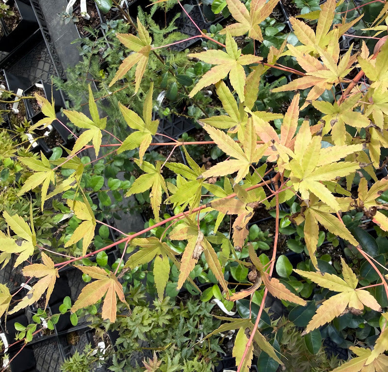 Acer palmatum 'Yellow Cascade'