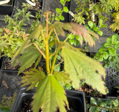 Acer japonicum 'Frigging Fumundatromp' EXCLUSIVE NEW RELEASE!  RARE!!!