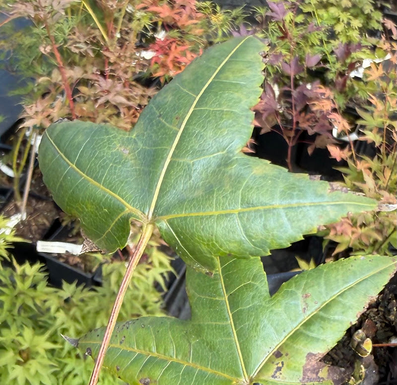 Acer pubinerve