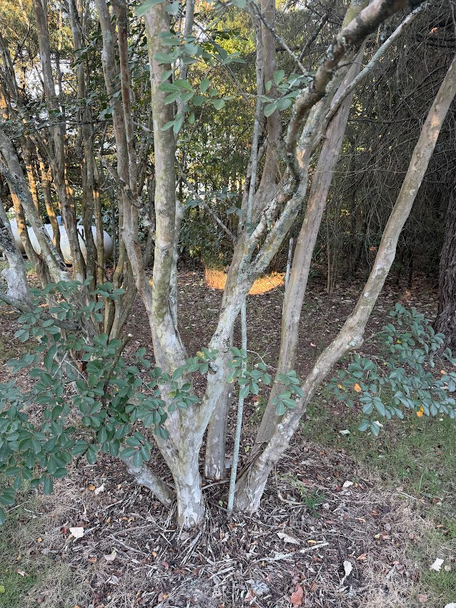 Chionanthus retusus var. serrulatus "Garden Treasures Select"  EXCLUSIVE GARDEN TREASURES NEW RELEASE!  RARE!!!