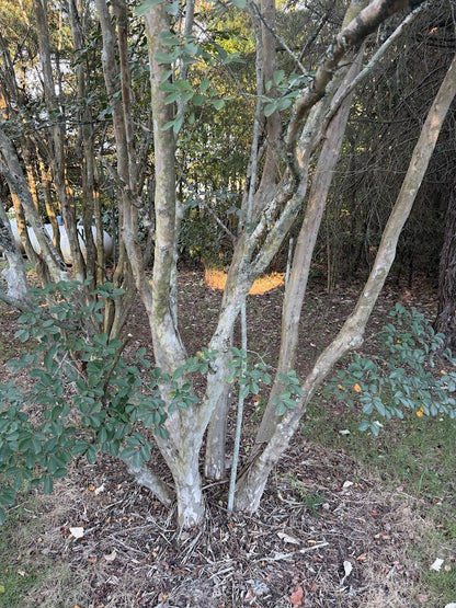 Chionanthus retusus var. serrulatus "Garden Treasures Select"  EXCLUSIVE GARDEN TREASURES NEW RELEASE!  RARE!!!