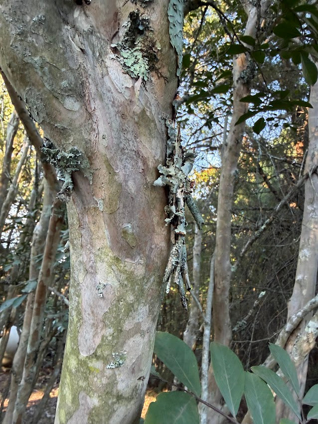 Chionanthus retusus var. serrulatus "Garden Treasures Select"  EXCLUSIVE GARDEN TREASURES NEW RELEASE!  RARE!!!