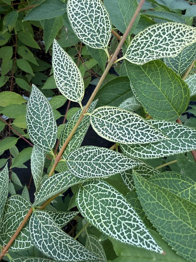Forsythia viridissima var. koreana 'Kumson'