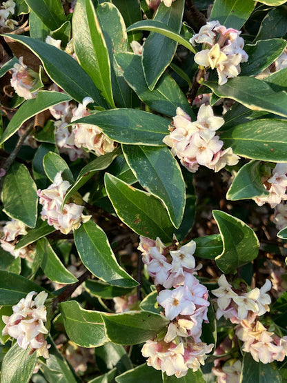 Daphne odora 'Variegata'  Garden Treasures Nursery