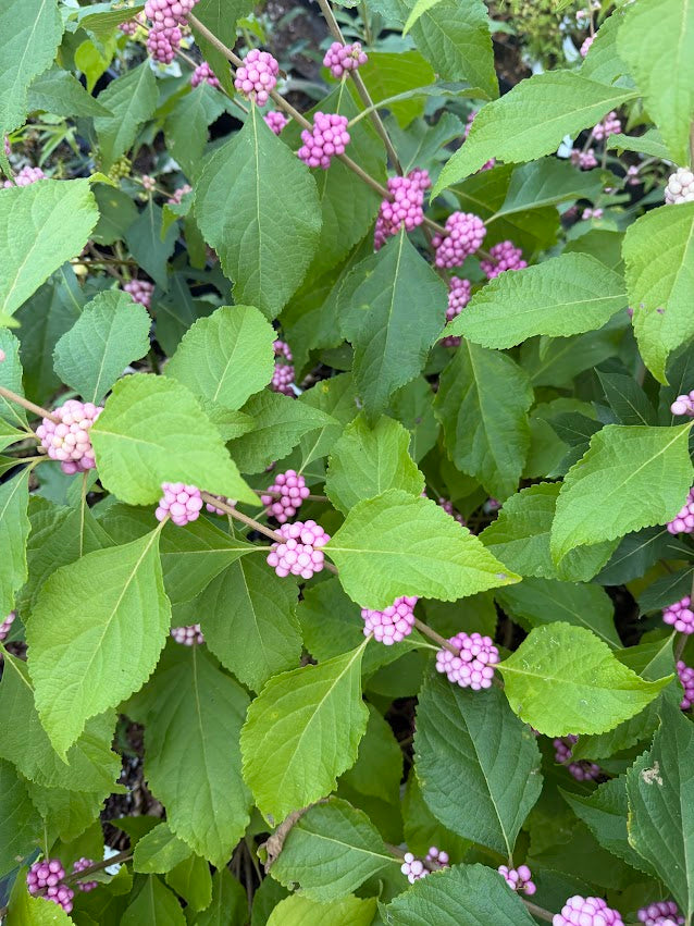 Callicarpa americana 'Welch's Pink'