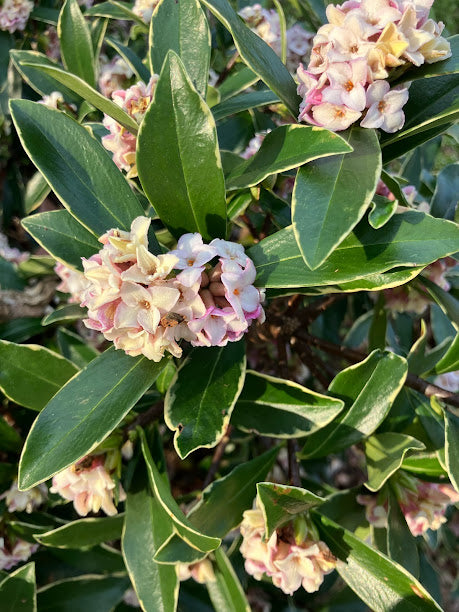 Daphne odora 'Variegata'