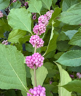 Callicarpa americana 'Welch's Pink'
