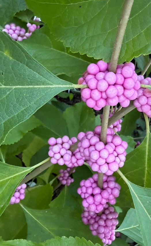 Callicarpa americana 'Welch's Pink'