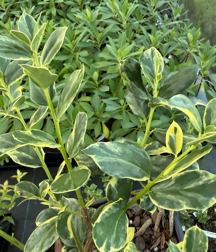 Ilex cornuta 'Willowleaf Variegated'