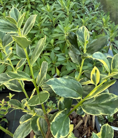 Ilex cornuta 'Willowleaf Variegated'