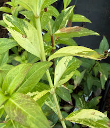 Hydrangea scandens 'Fragrant Splash'