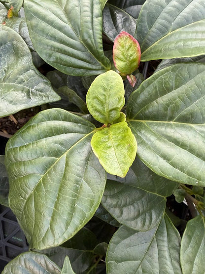 Viburnum japonica 'Superb'