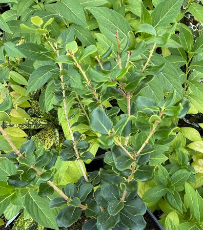 Osmanthus heterophyllus 'Rotundifolius'