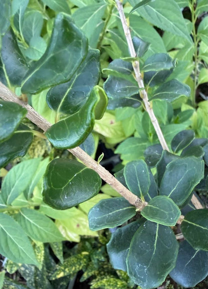 Osmanthus heterophyllus 'Rotundifolius'