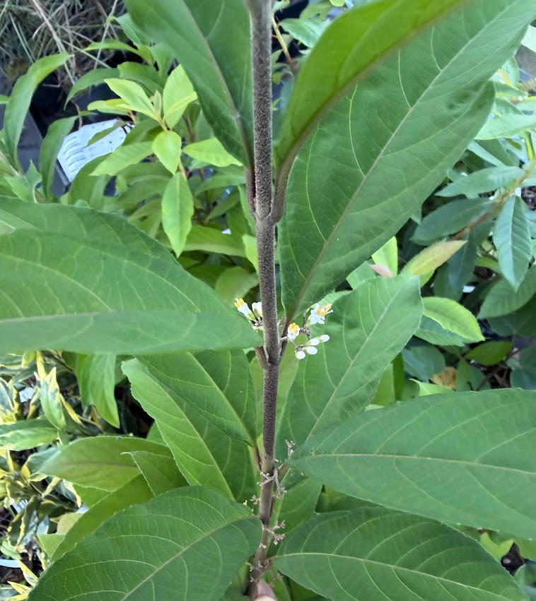 Callicarpa 'Kwangtungensis'