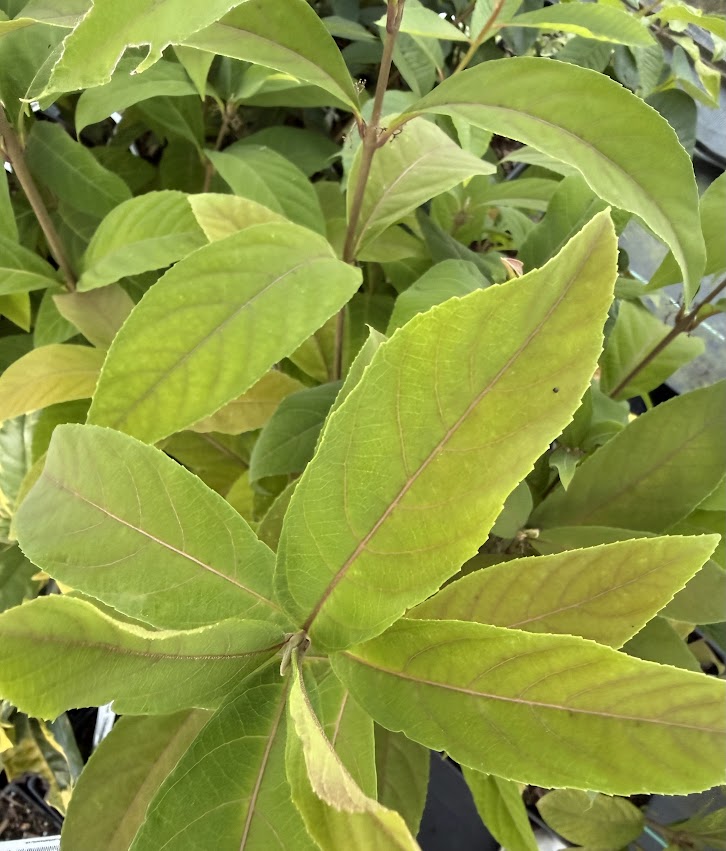 Callicarpa 'Kwangtungensis'