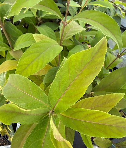 Callicarpa 'Kwangtungensis'