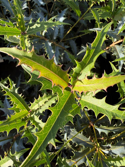 Osmanthus armatus 'Jim Porter'