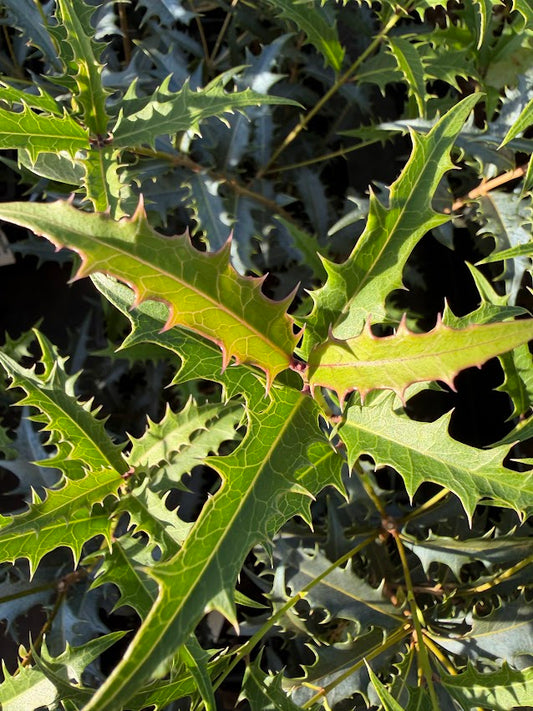 Osmanthus armatus 'Jim Porter'