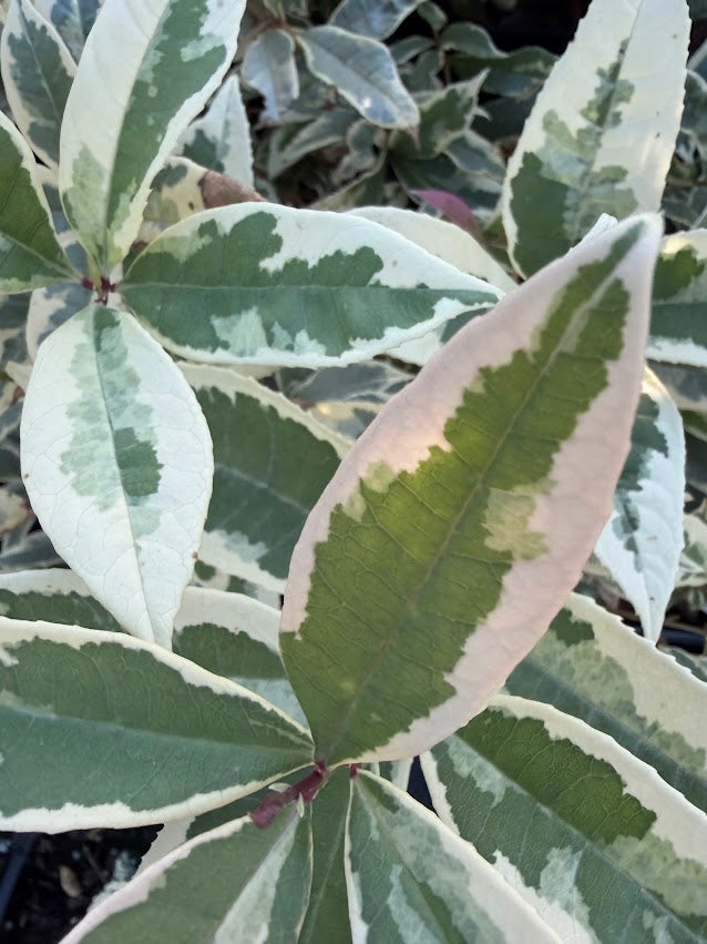 Osmanthus fragrans 'Yuntinan Caigui' RARE