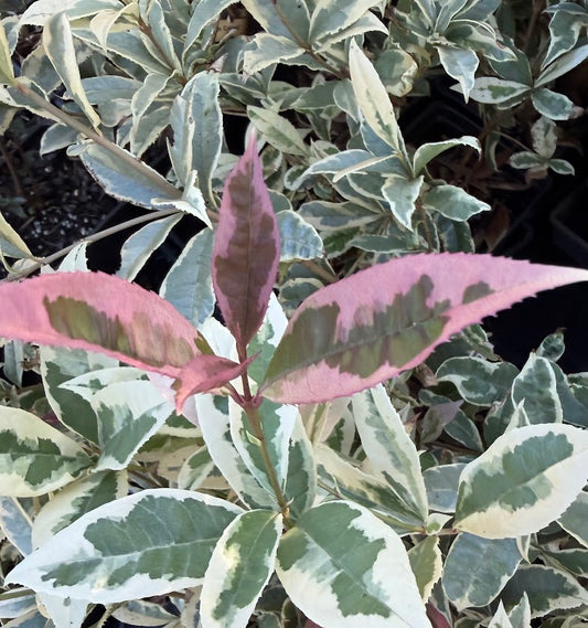 Osmanthus fragrans 'Yuntinan Caigui' RARE