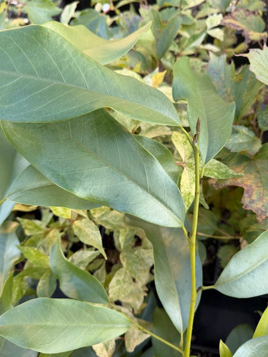 Magnolia ernestii RARE