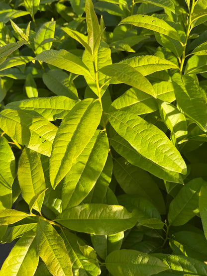 Oxydendrum arboreum