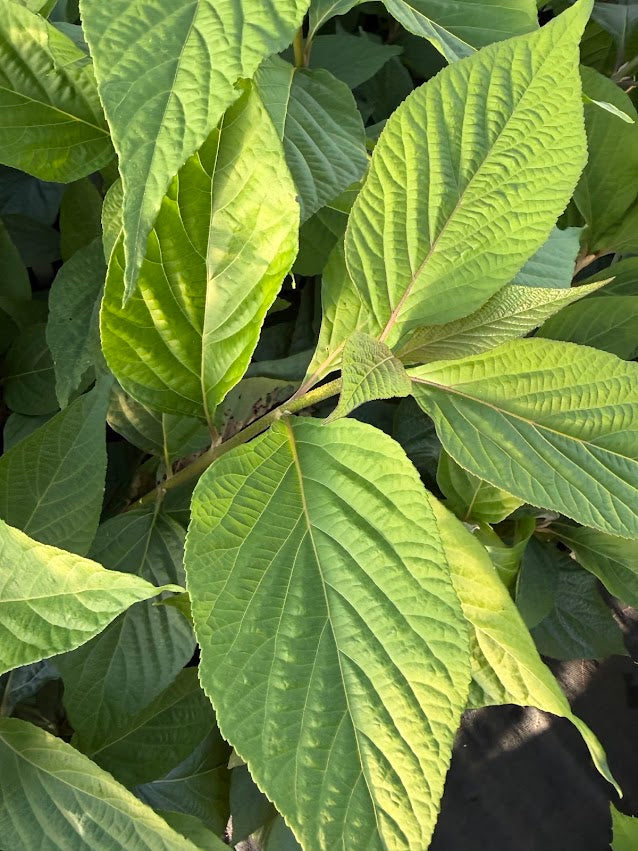 Callicarpa giraldii 'Tianmu Twilight'