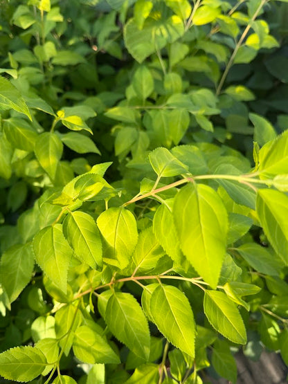 Forsythia x intermedia 'Rebel'