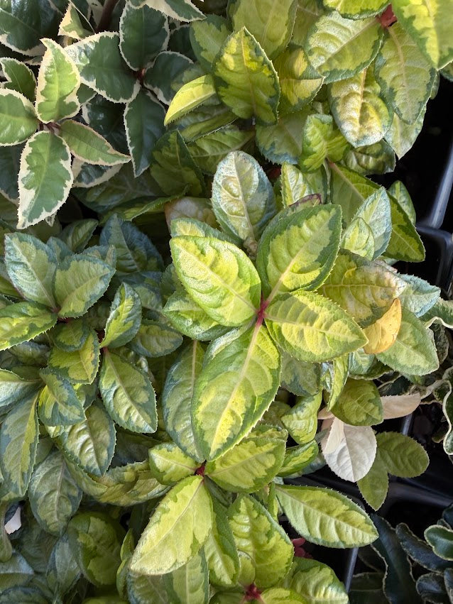 Ardisia japonica 'Miho No Matsu' RARE