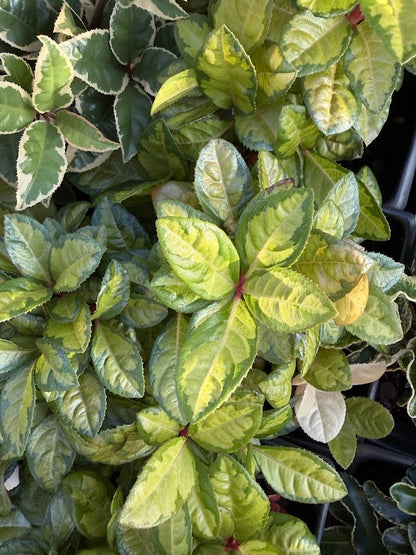 Ardisia japonica 'Miho No Matsu' RARE