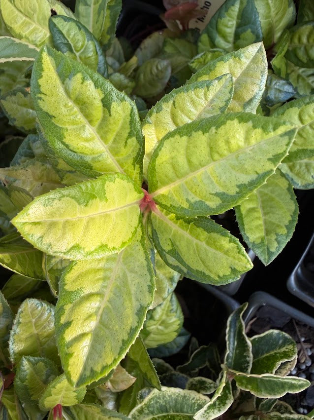 Ardisia japonica 'Miho No Matsu' RARE