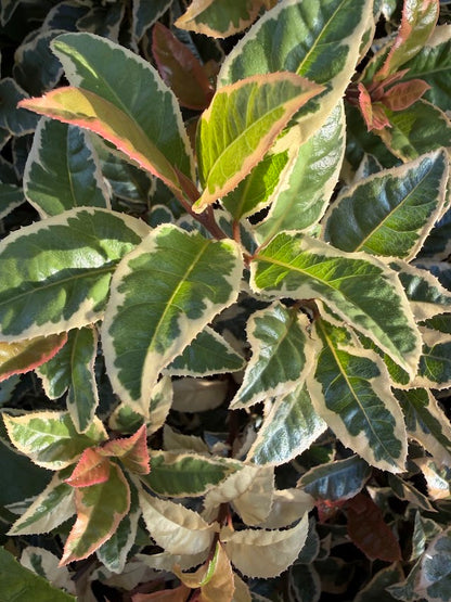 Ardisia japonica 'Biwa Nishiki'