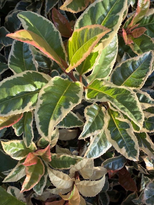 Ardisia japonica 'Biwa Nishiki'
