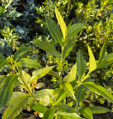 Sarcandra glabra