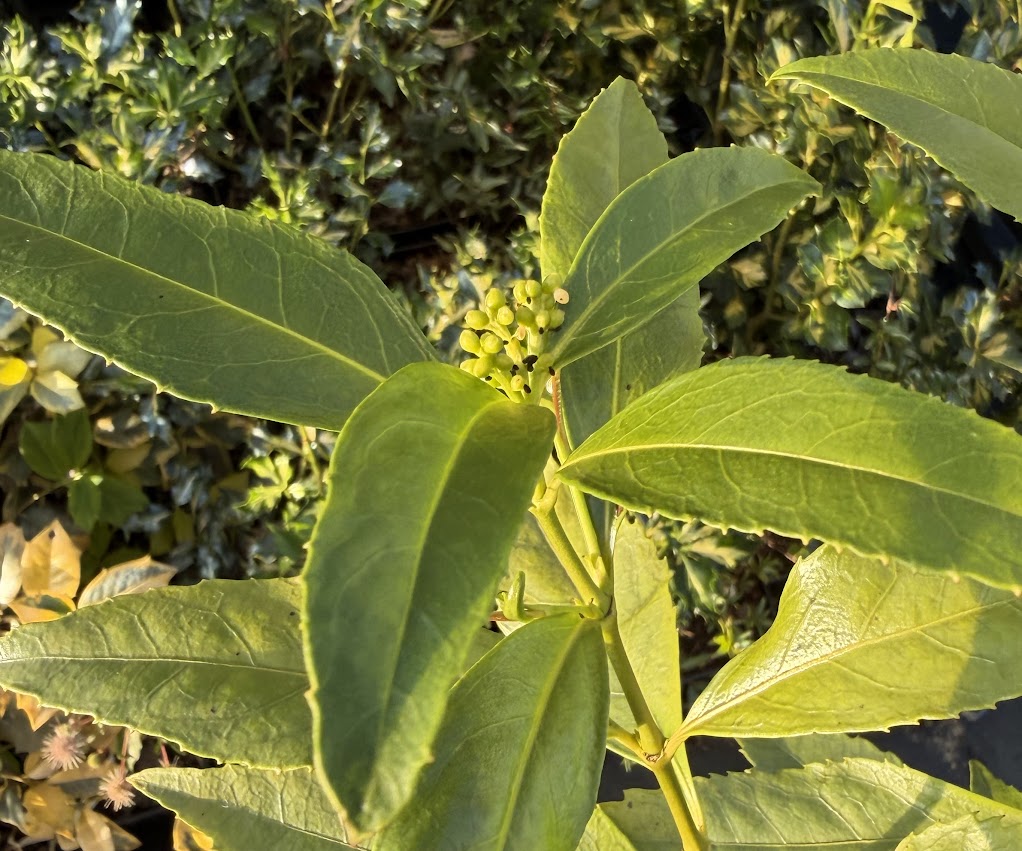Sarcandra glabra