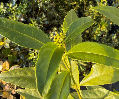 Sarcandra glabra